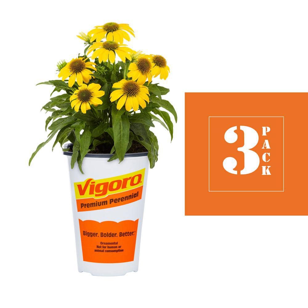 2 Qt. Echinacea Coneflower Sunseeker Citrus Yellow Perennial Plant (3-Pack) - Hercitys