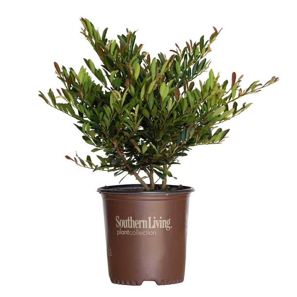 2 Gal. Cast in Bronze Distylium, Evergreen Shrub with Fast Growing Upright Habit - Hercitys