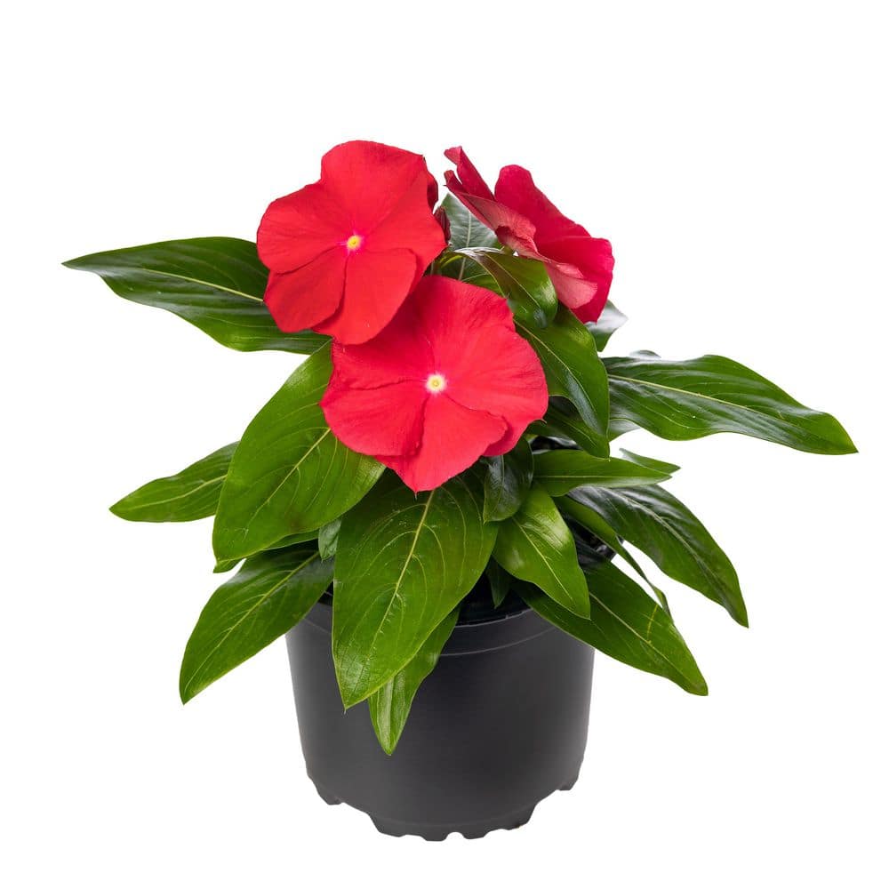 1.97 Gal. Vinca Cora Red Flower in 2.75 in. Cell Grower’s Tray (18- Plant) - Hercitys