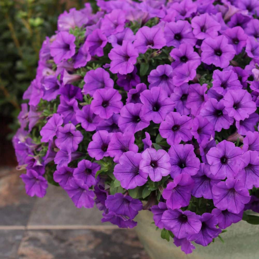 4.25 in. Eco+ Grande Supertunia Mini Vista Indigo (Petunia Hybrid) Live Annual Plant with Blue Flowers 4-Pack - Hercitys
