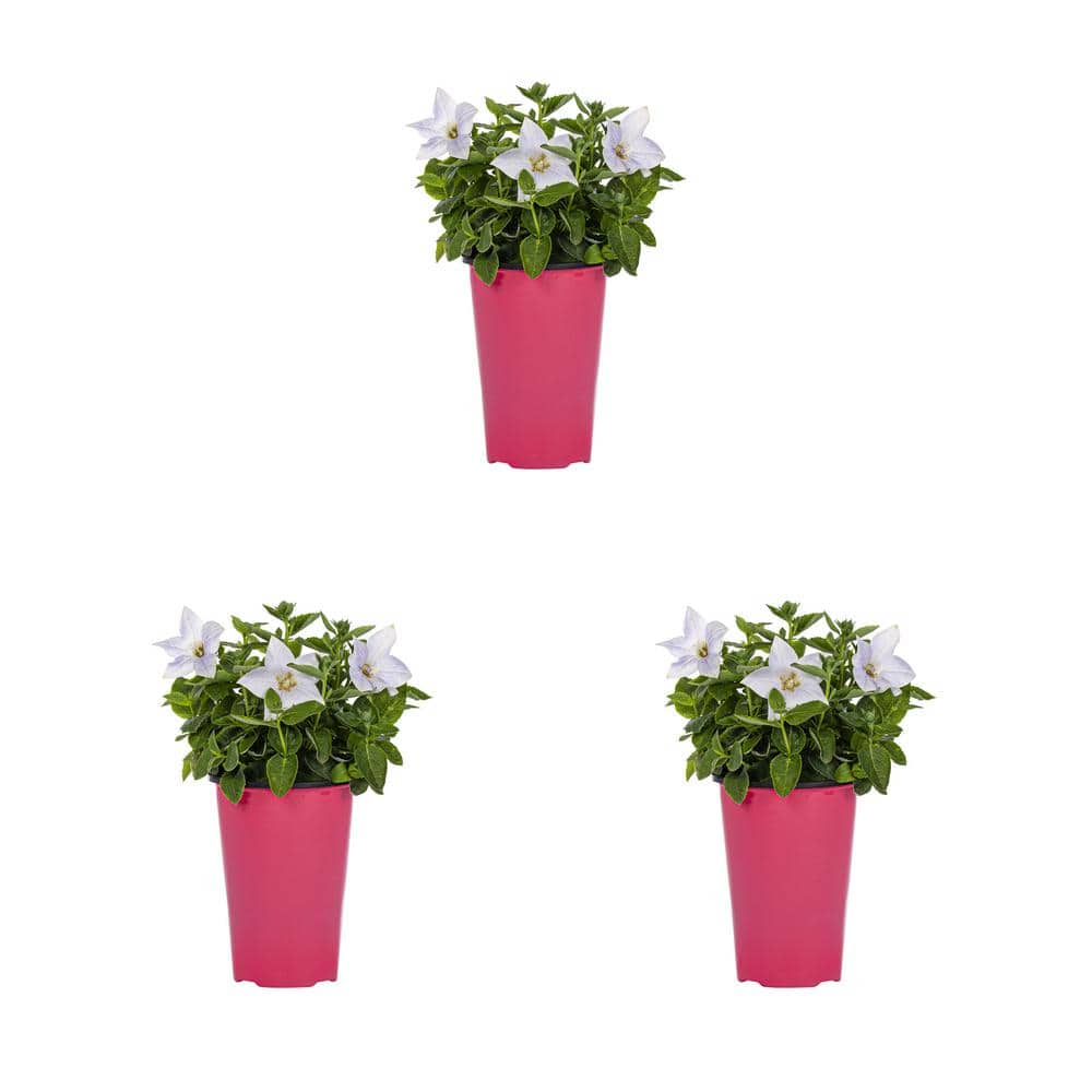 2 Qt. Platycodon Balloon Flower ‘Twinkle White’ White Perennial Plant (3-Pack) - Hercitys