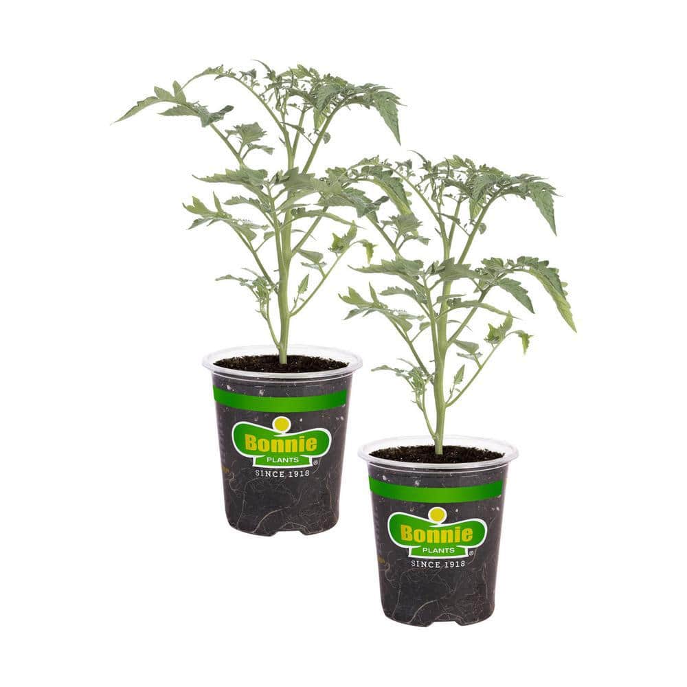 19 oz. Tami G Grape Tomato Plant (2-Pack) - Hercitys