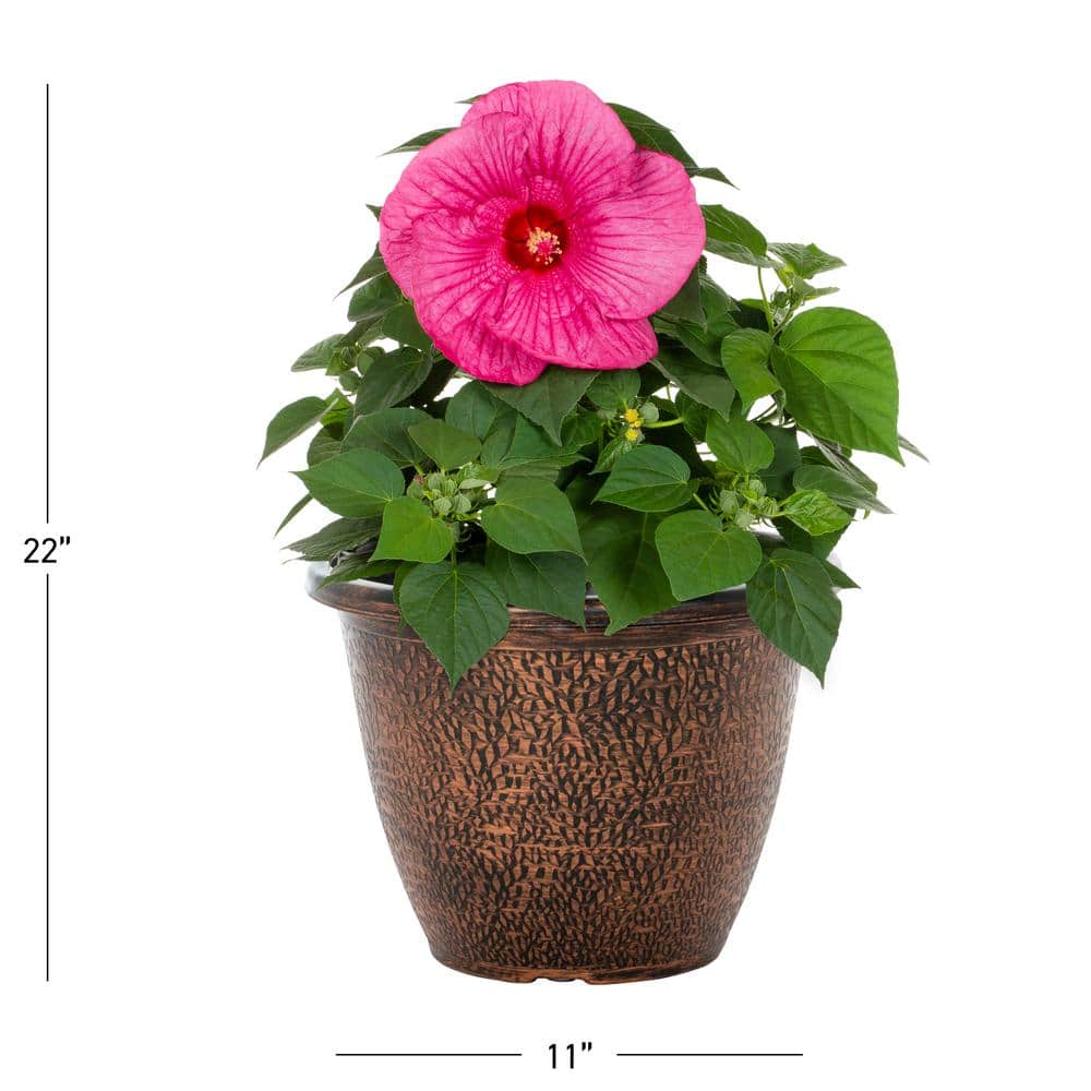 1.75 Gal. Hibiscus Luna Rose Perennial Plant (1-Pack) - Hercitys