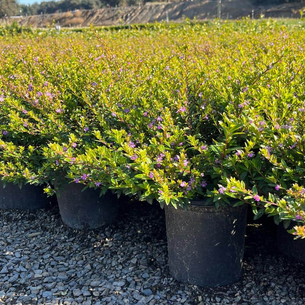 #1 Container Mexican Heather Shrub (4-pack) - Hercitys