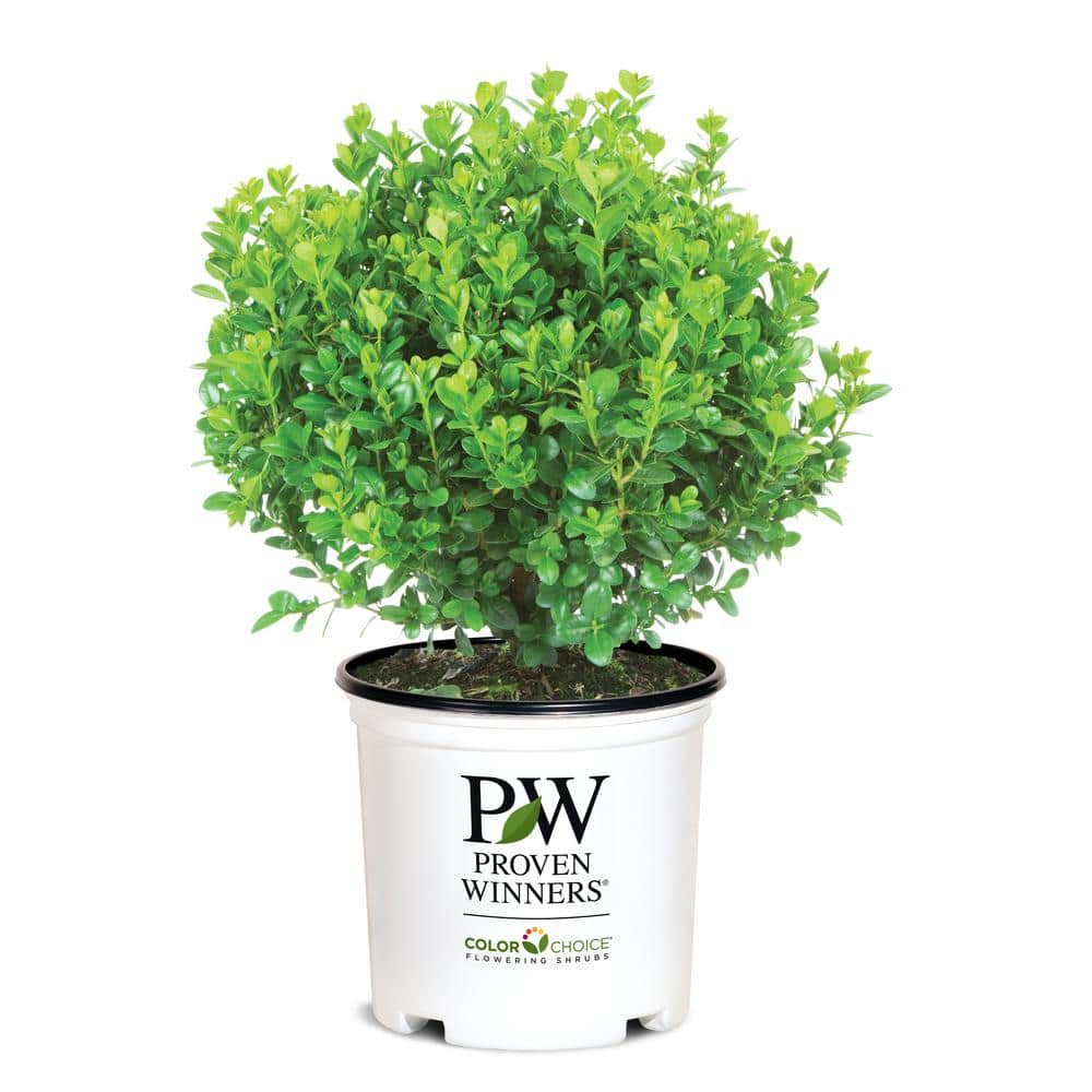 2 Gal. Sprinter Boxwood (Buxus) Live Evergreen Shrub, Green Foliage - Hercitys