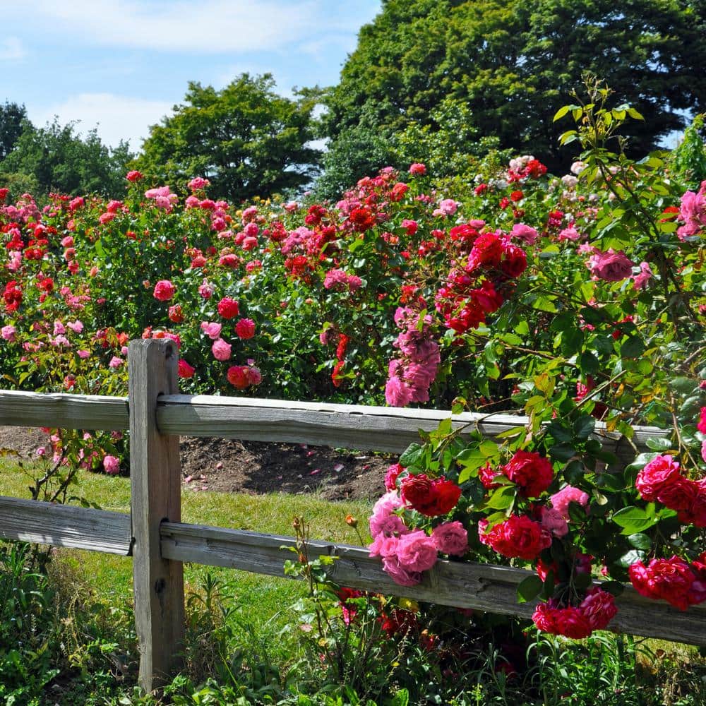 1 Gal. 2-N-1 Freedom Rose Plant with Pink and Red Flowers - Hercitys