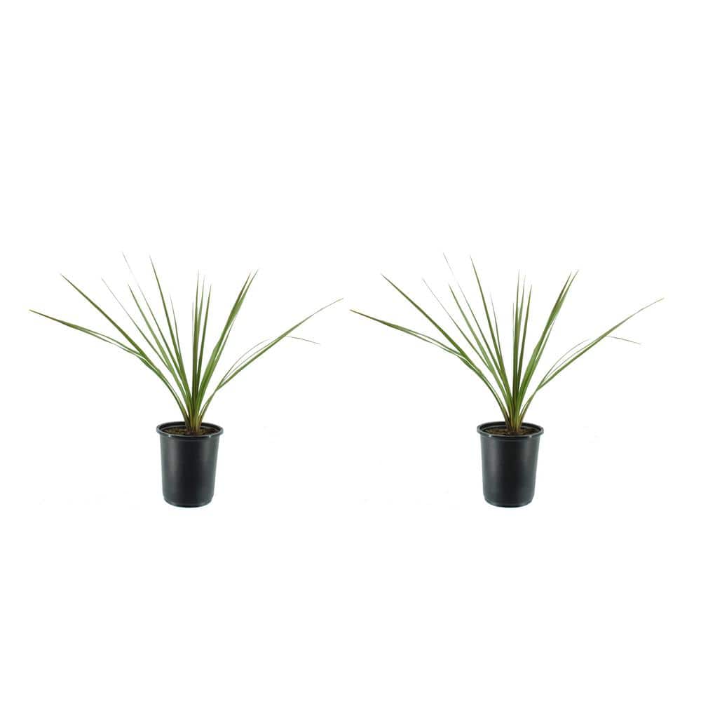 2.5 Qt. Annual Dracaena Indivisa (2-Pack) - Hercitys