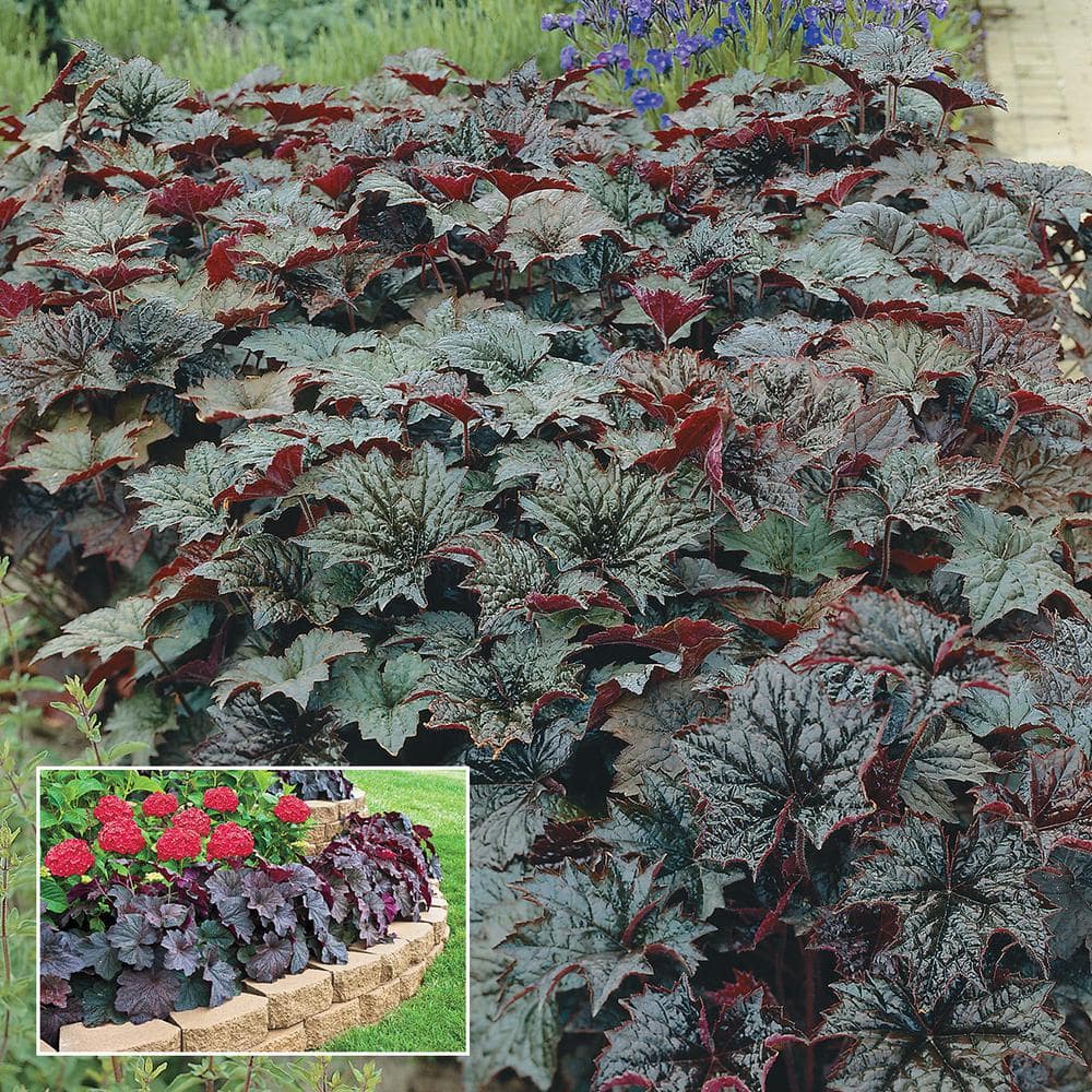 1 Gal. Pot, Palace Purple Coral Bells Potted Flowering Perennial Plant (1-Pack) - Hercitys