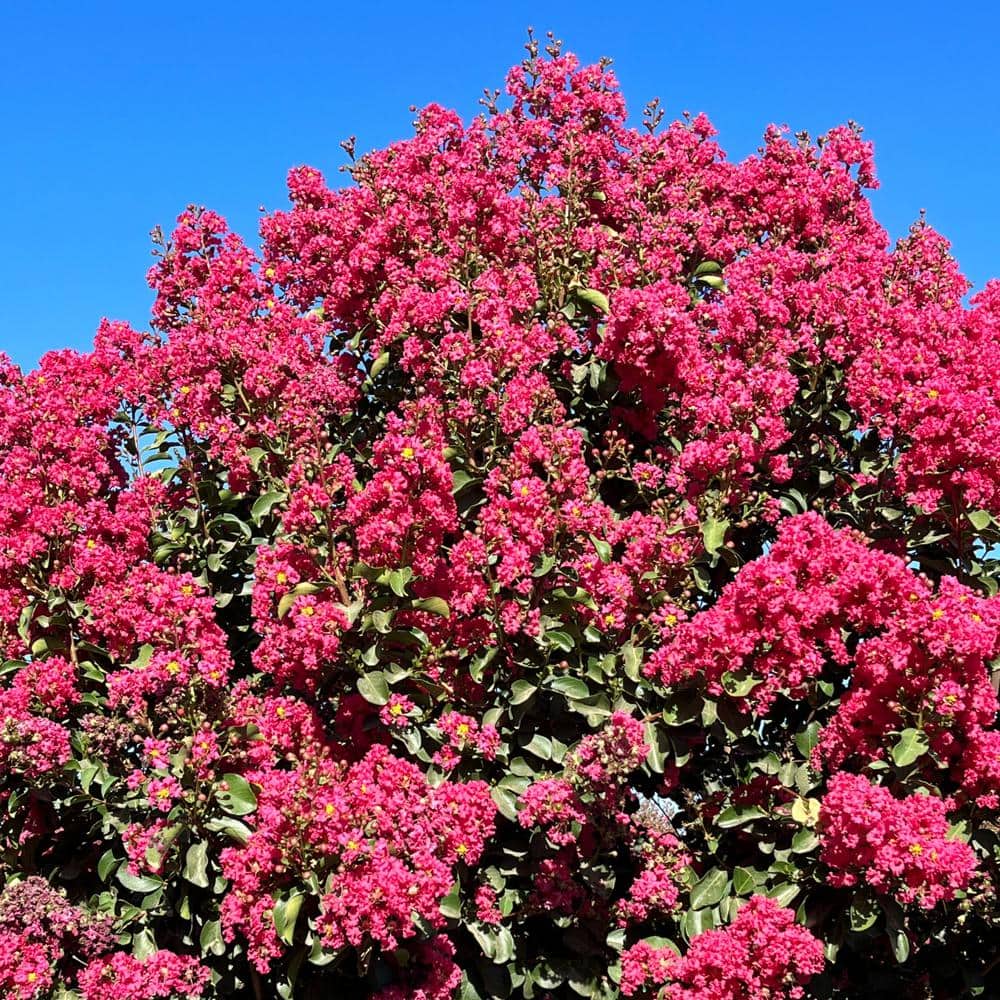 #5 container Tuscarora Pink Crape Myrtle Tree - Hercitys