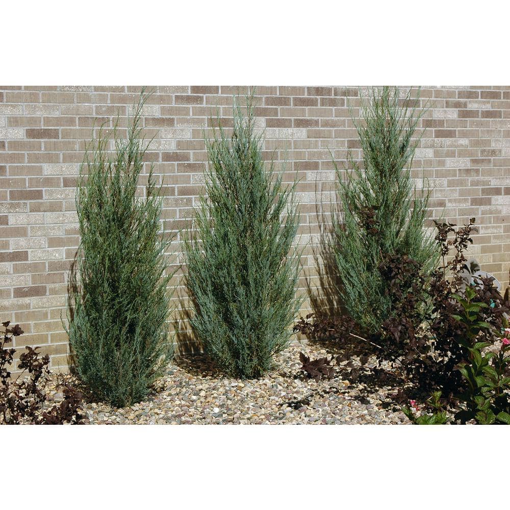 1 Gal. Blue Arrow Juniper Shrub - Hercitys