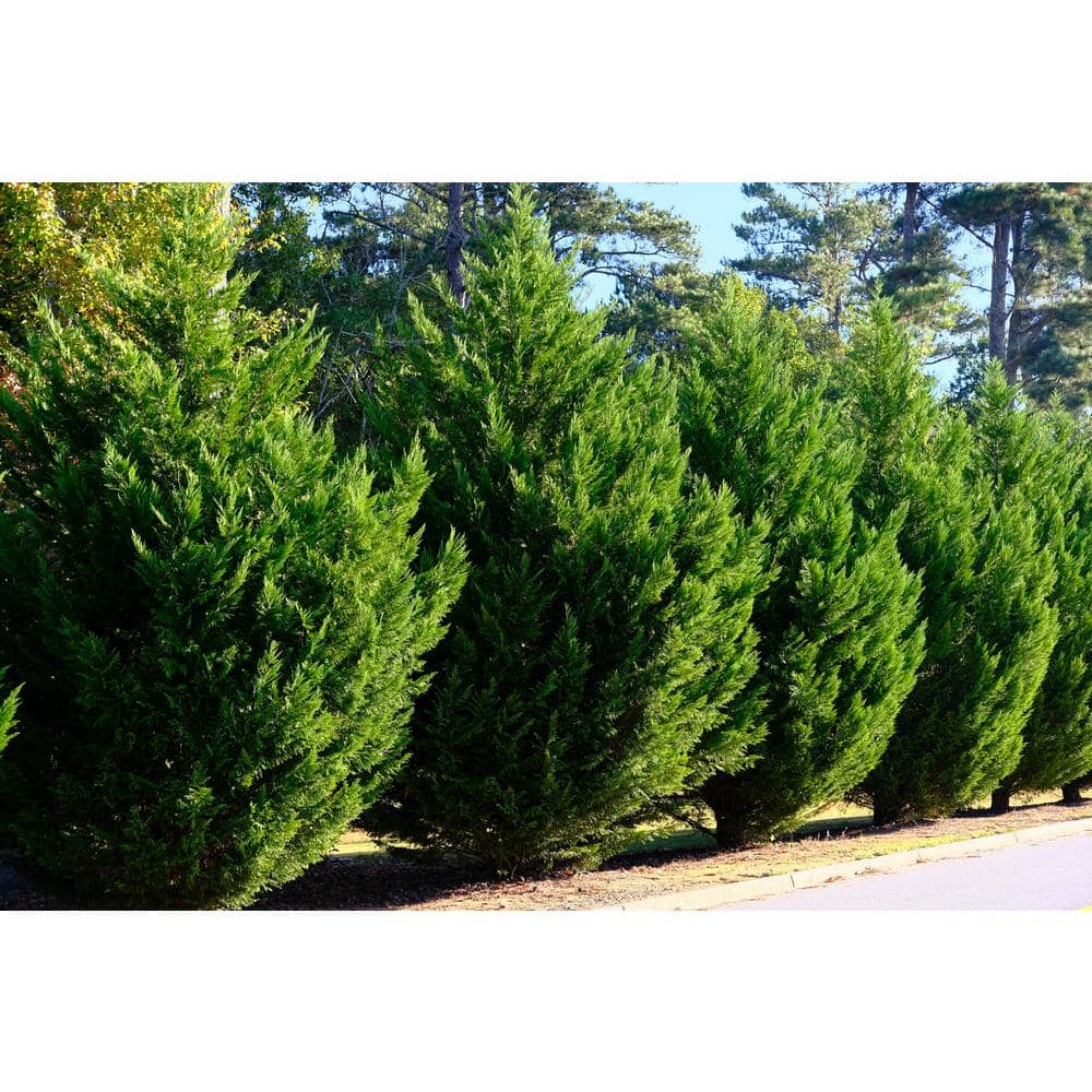 5 Gal. Leyland Cypress Live Evergreen Tree with Green Foliage (1-Pack) - Hercitys