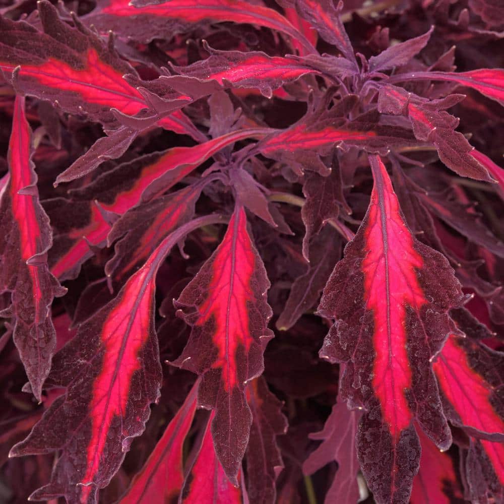 2.5 in. Coleus Flame Thrower Adobo Pink Annual Plant (3-Pack) - Hercitys