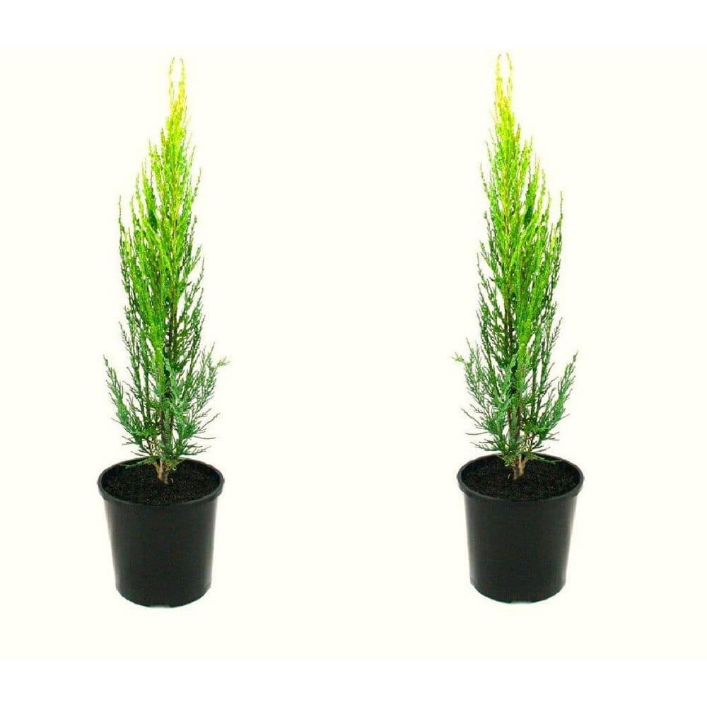 1 Gal. Skyrocket Juniper Shrub with Fast Growing Blue Foliage (2-Pack) - Hercitys