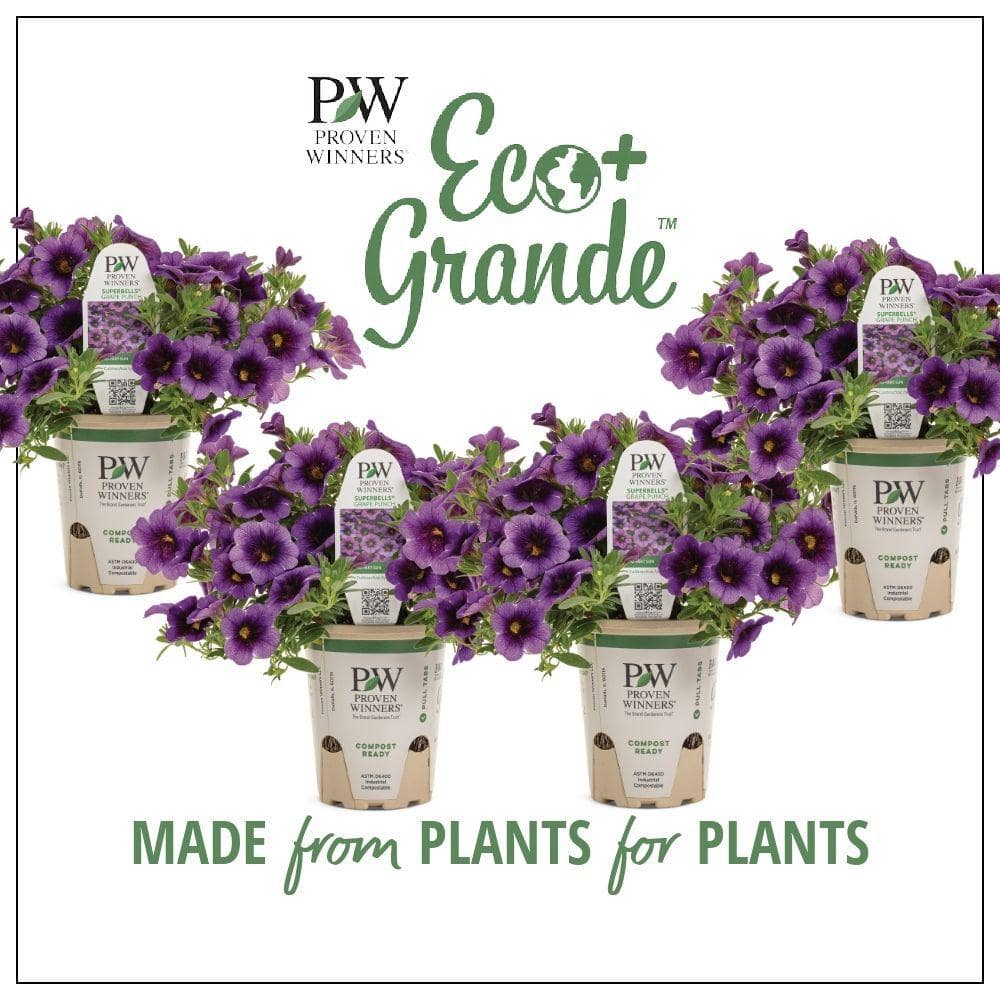 4.25 in. Eco+Grande Superbells Grape Punch (Calibrachoa) Live Plant, Purple Flowers (4-Pack) - Hercitys