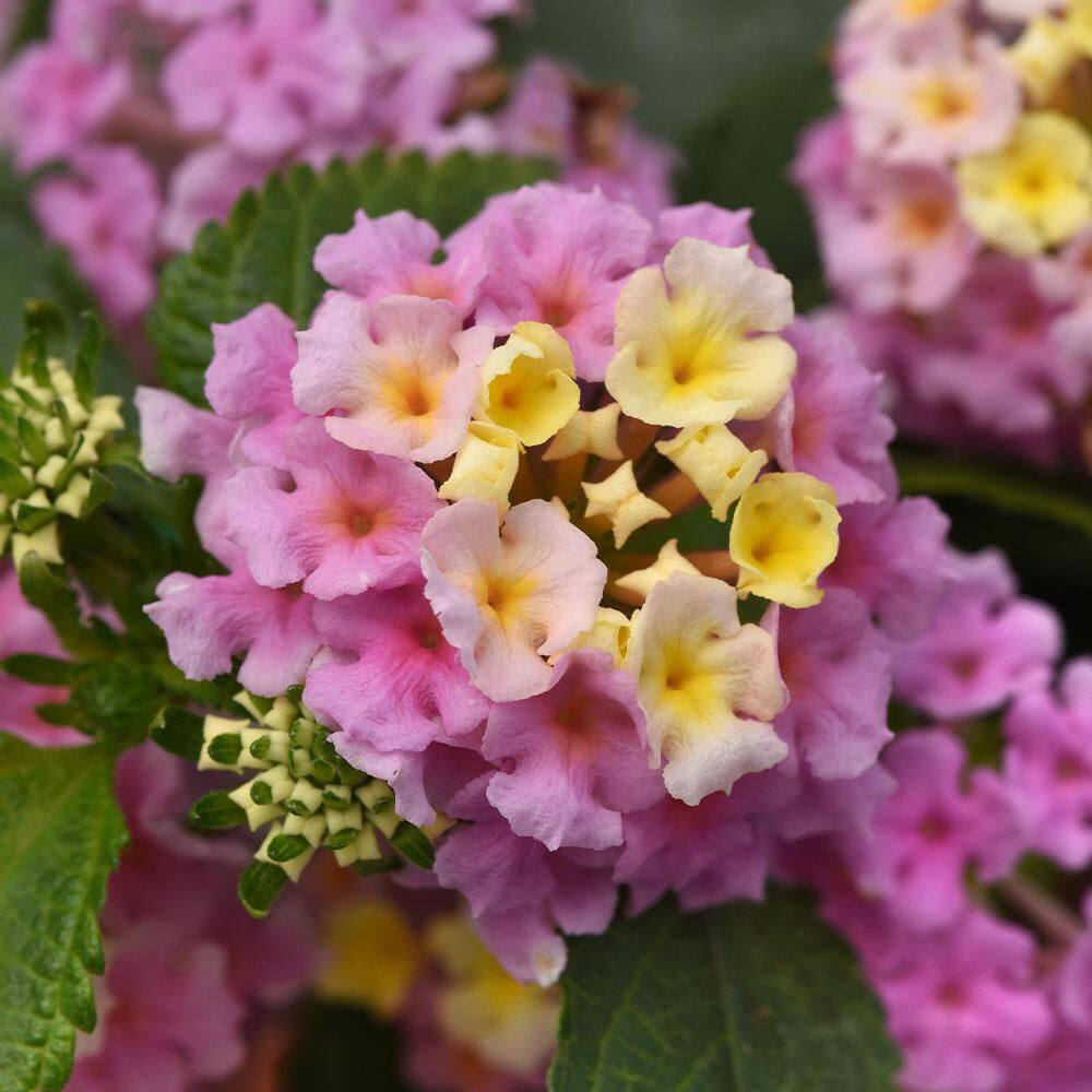 2.6 qt. Lavender Little Lucky Lantana Plant with Lavender, White and Yellow Blooms - Hercitys