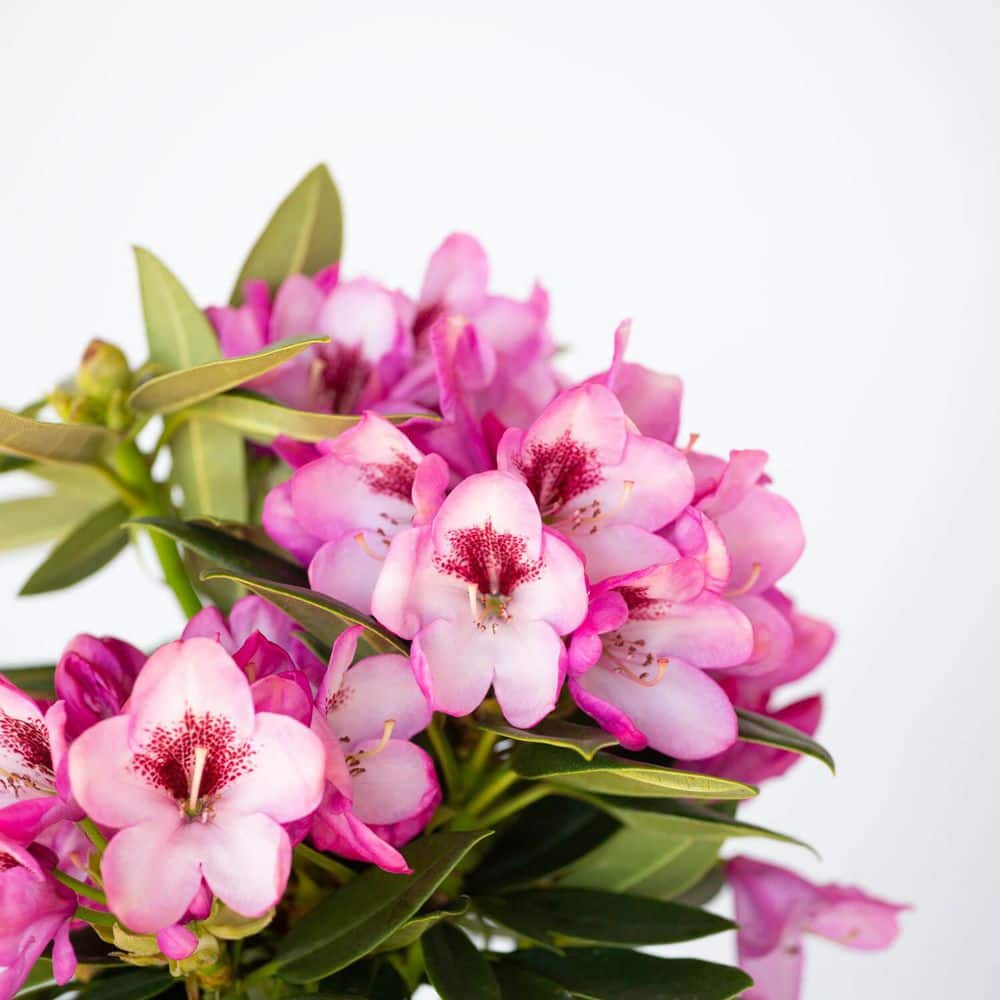 2.5 Qt. Radiance Southgate Rhododendron, Live Evergreen Shrub, Deep Lavender Buds open to Light Purple Blooms - Hercitys