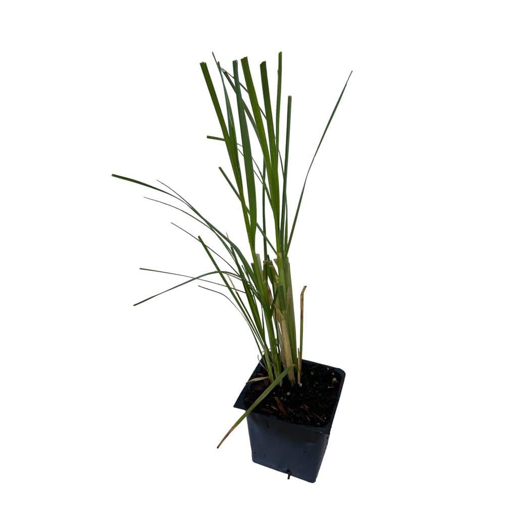 4 in. Pink Pampas Grass Plant (3-Pack) - Hercitys