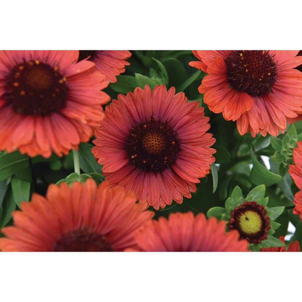 2.5 qt. Gaillardia Red Plant in Grower’s Pot (2-Packs) - Hercitys