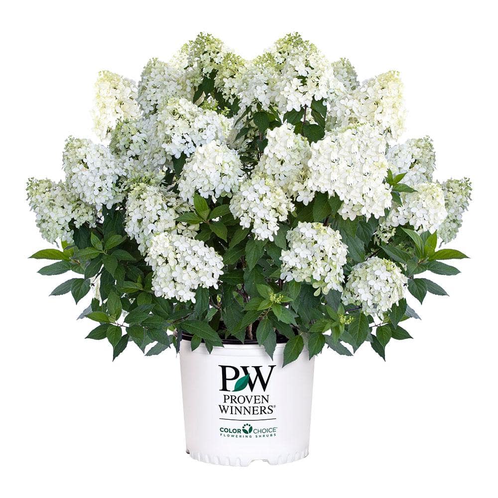 5 Gal. Puffer Fish Hydrangea Shrub - Hercitys