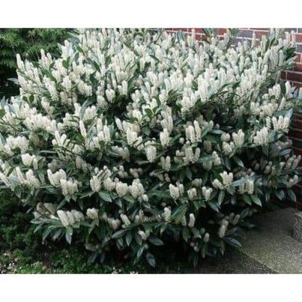 1 Gal. Cherry Laurel Otto Luyken Shrub Hardy, Fragrant, Beautful Shrub Perfect for Hedge Plantings - Hercitys