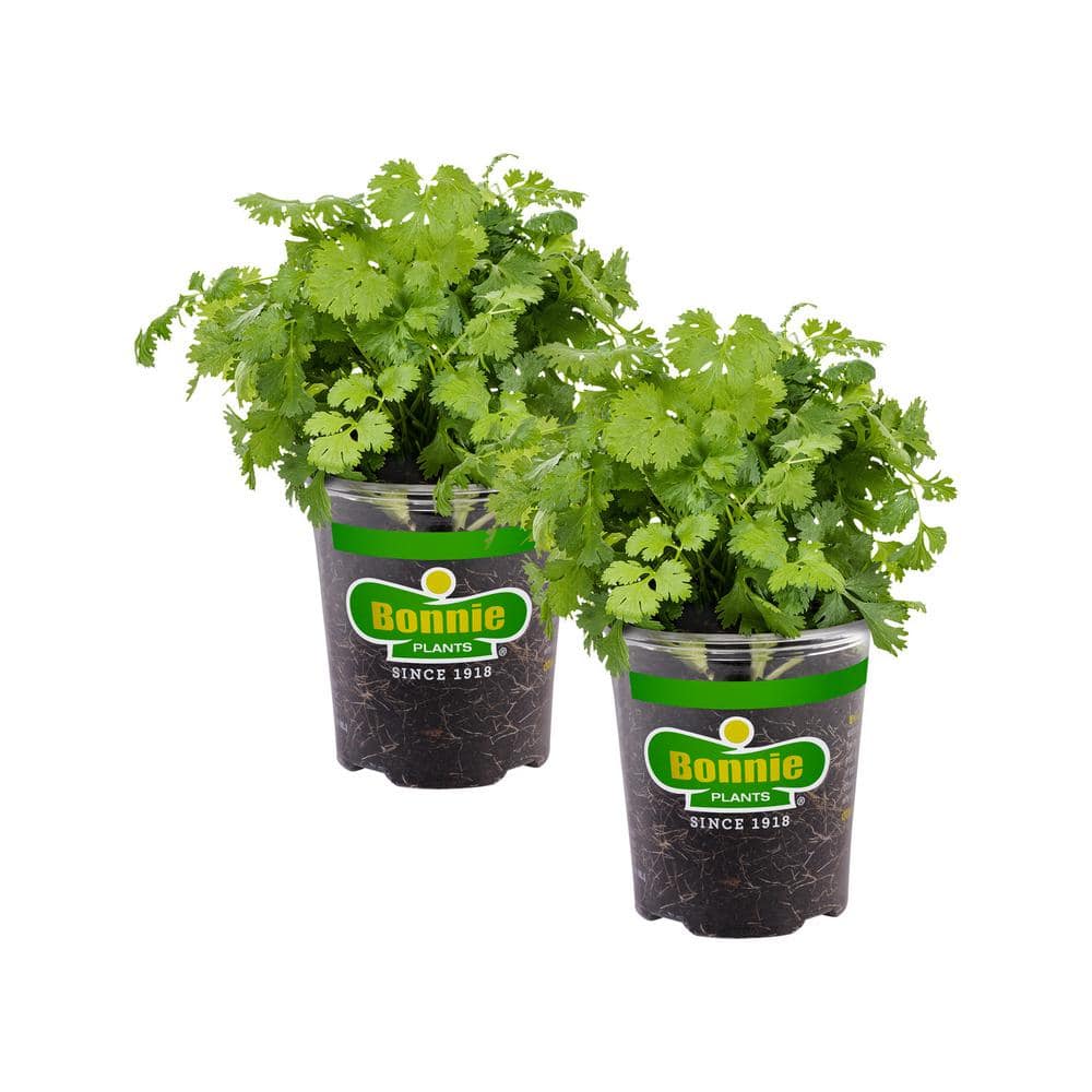 19 oz. Cilantro Herb Plant (2-Pack) - Hercitys