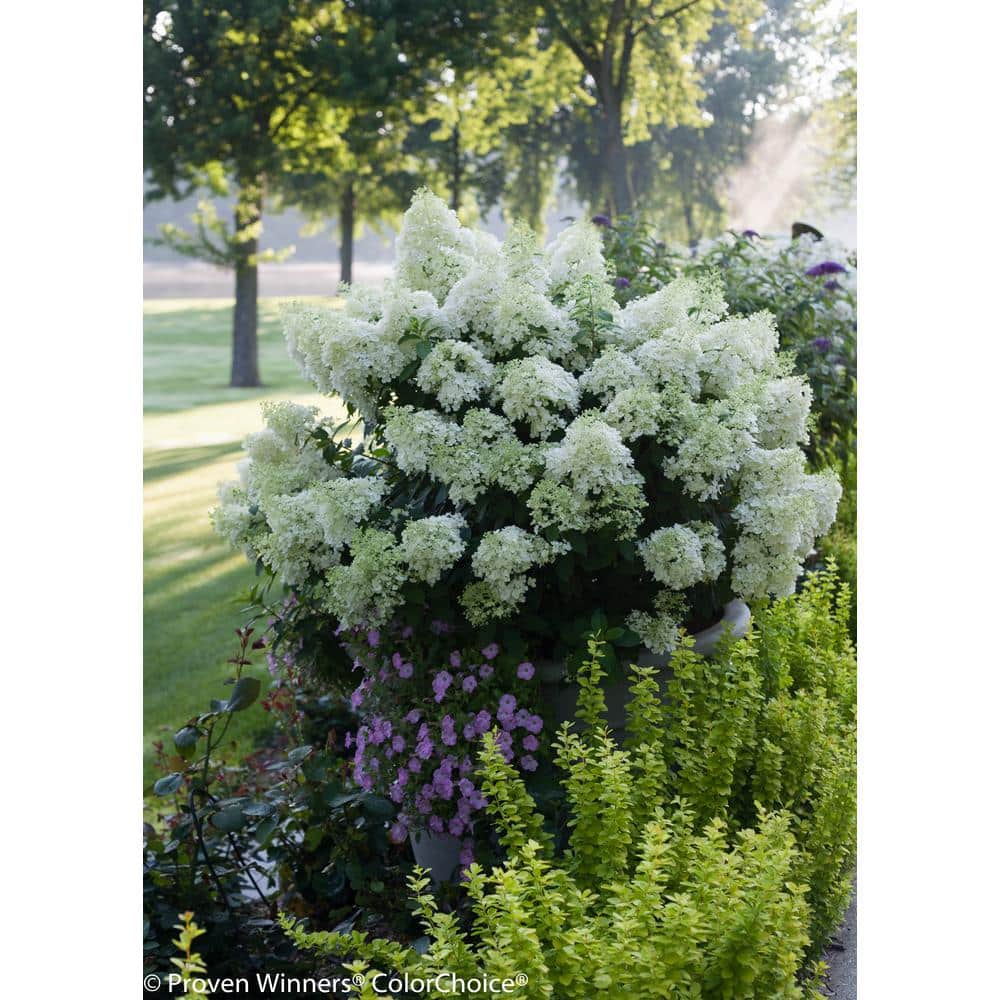 1 Gal. Bobo Hardy Hydrangea (Paniculata) Live Shrub, White to Pink Flowers - Hercitys