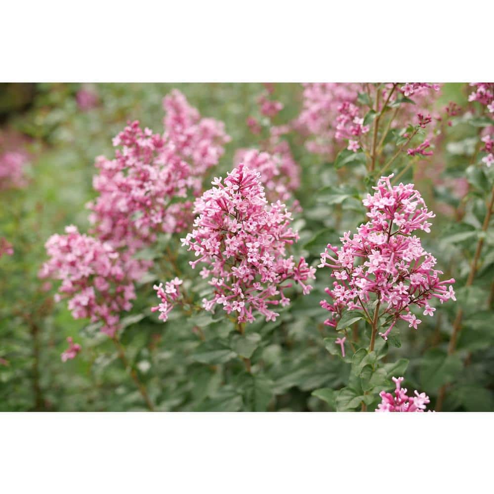 1 Gal. Bloomerang Ballet Reblooming Lilac (Syringa) Live Flowering Shrub with Pink Flowers - Hercitys