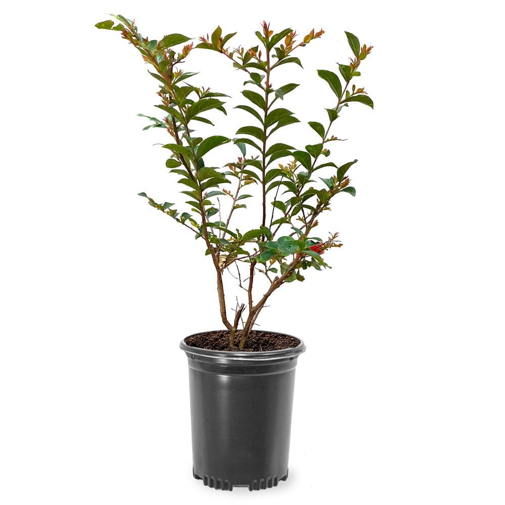 1 Gal. Deep Pink Tonto Crape Myrtle Tree - Hercitys