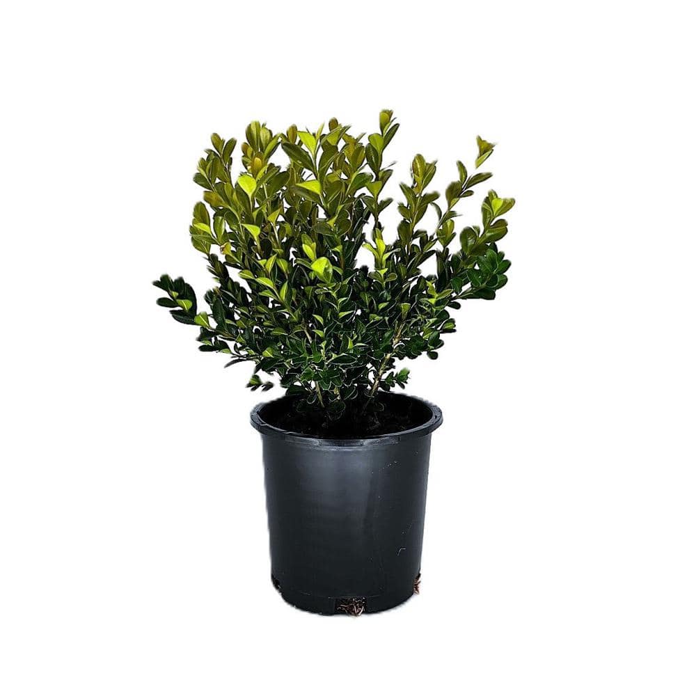 2.5 qt. Winter Gem Boxwood (Buxus microphylla Var. Japonica ‘Winter Gem’) Evergreen Shrub (1-Each) - Hercitys