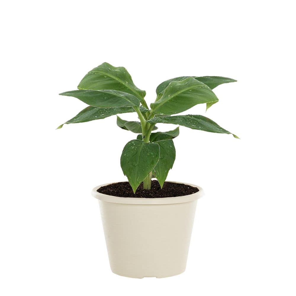 1 Gal. Musa Banana Plant in Deco Planter Green Annual Plant (1-Pack) - Hercitys
