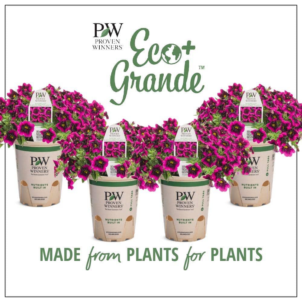 4.25 in. Eco+Grande, Superbells Blackcurrant Punch (Calibrachoa) Live Plant, Pink-Purple Flowers (4-Pack) - Hercitys