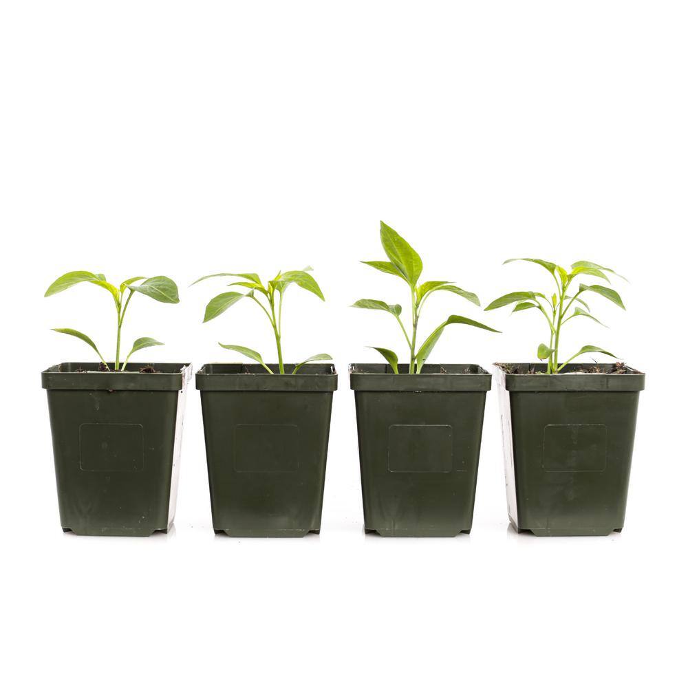 4 in. Jalapeno Pepper Plant (4-Pack) - Hercitys