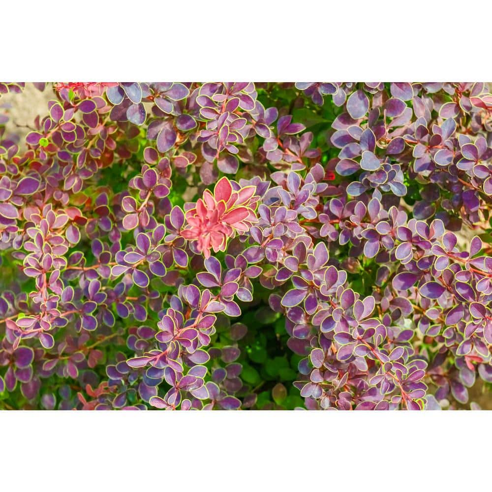 1 Gal. Admiration Barberry Shrub with Bright Red Leaves Trimmed in Neon Yellow - Hercitys