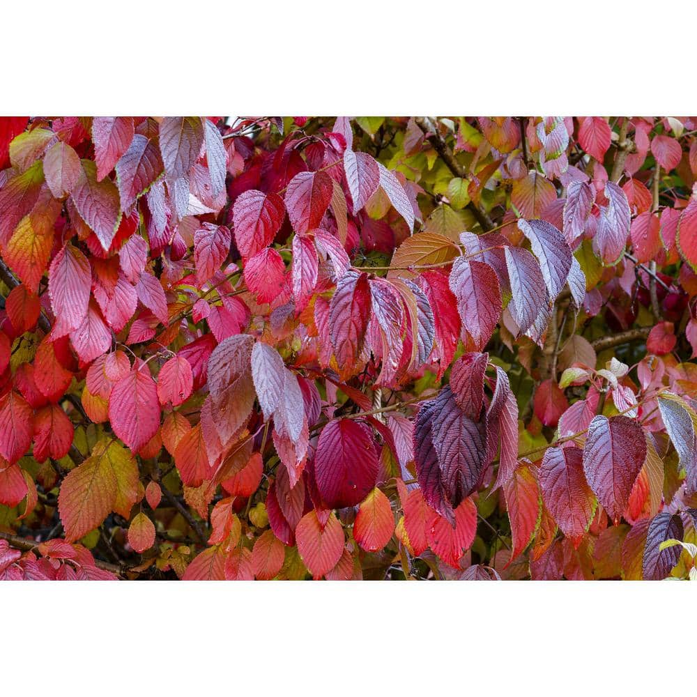 1 Gal. Red Twig Dogwood Shrub Gorgeous Fireyred Winter Stems and Huge White Spring Flowers - Hercitys