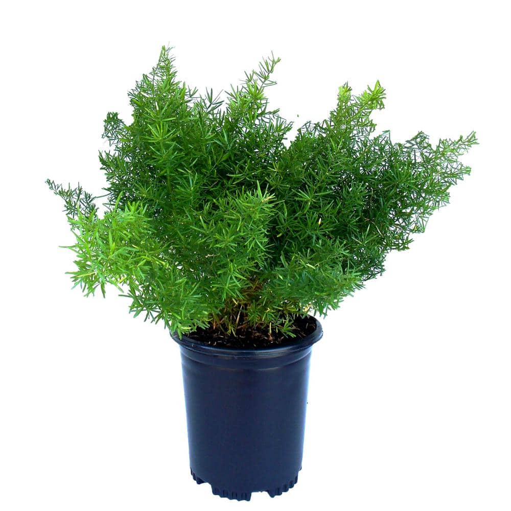 2.5 Qt. Fern Asparagus Springeri Perennial Plant - Hercitys