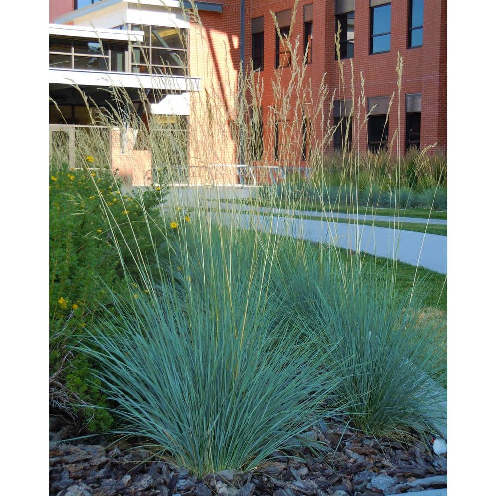 1 Gal. Blue Oat Grass – Long Flowing Blue-Silver Blades Of Grass Can Retain Their Striking Color Even Through Winter - Hercitys