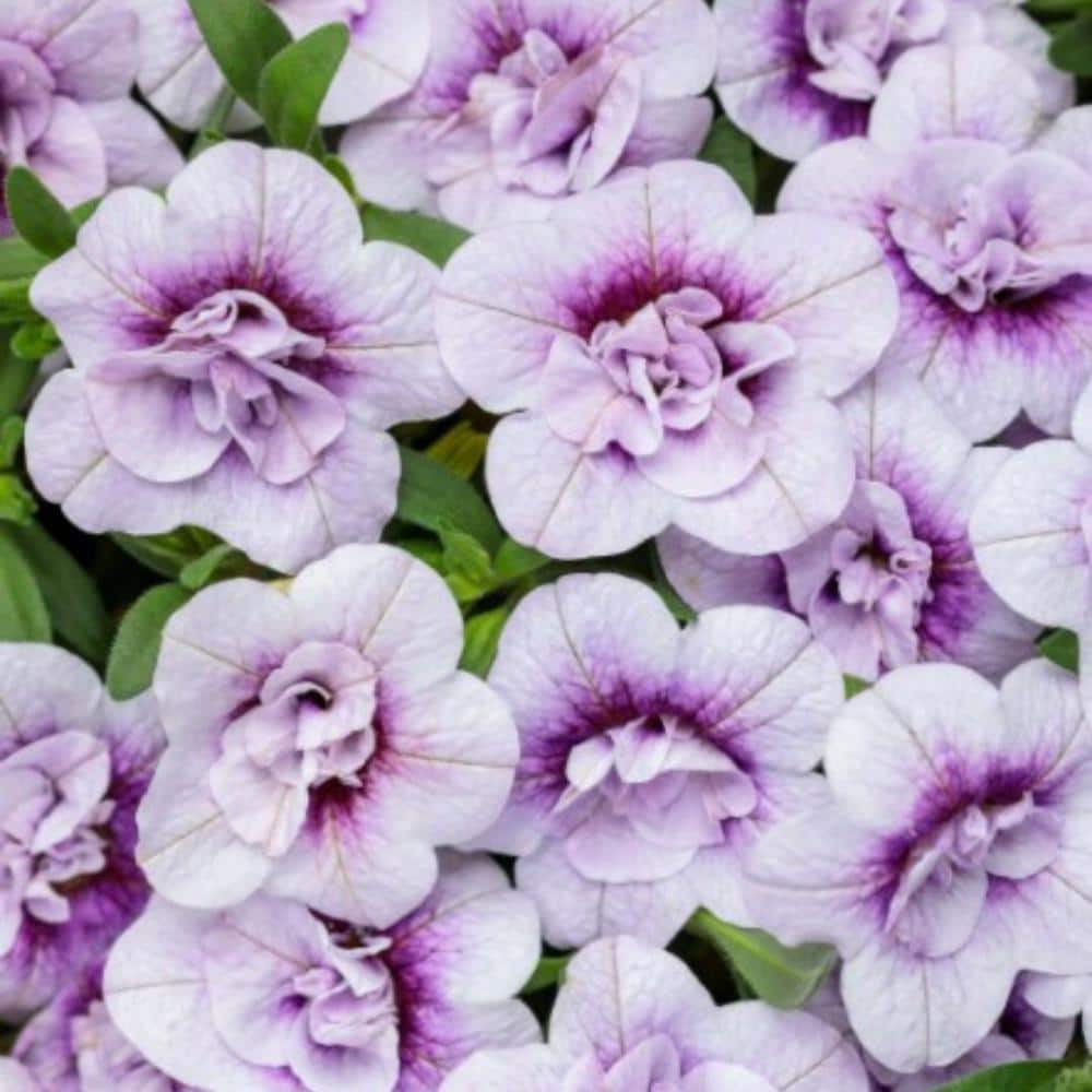 4.25 in. Eco+Grande, Superbells Double Twilight (Calibrachoa), Live Plant, Purple Flowers (4-Pack) - Hercitys