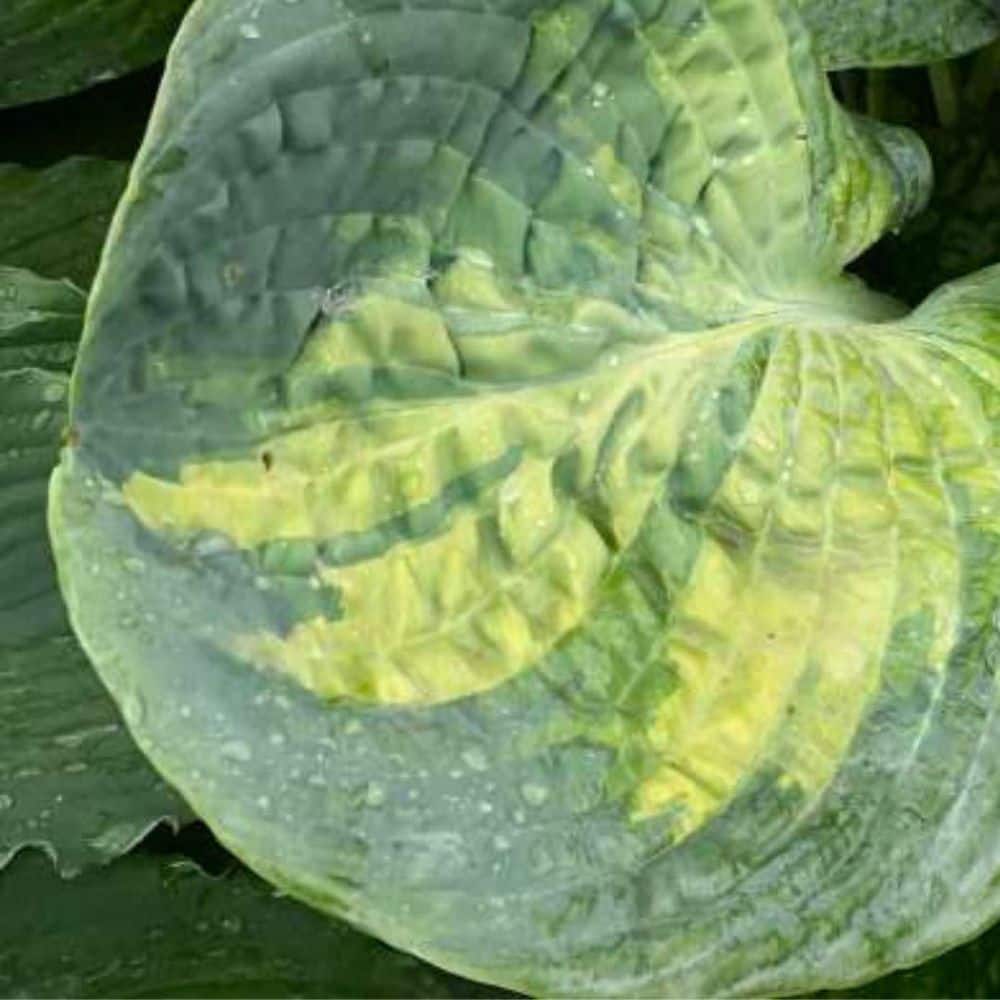 0.65 Gal. Shadowland Sound of Music Hosta (Hosta Hybrid) Live Perennial Plant with Green and Blue Foliage - Hercitys