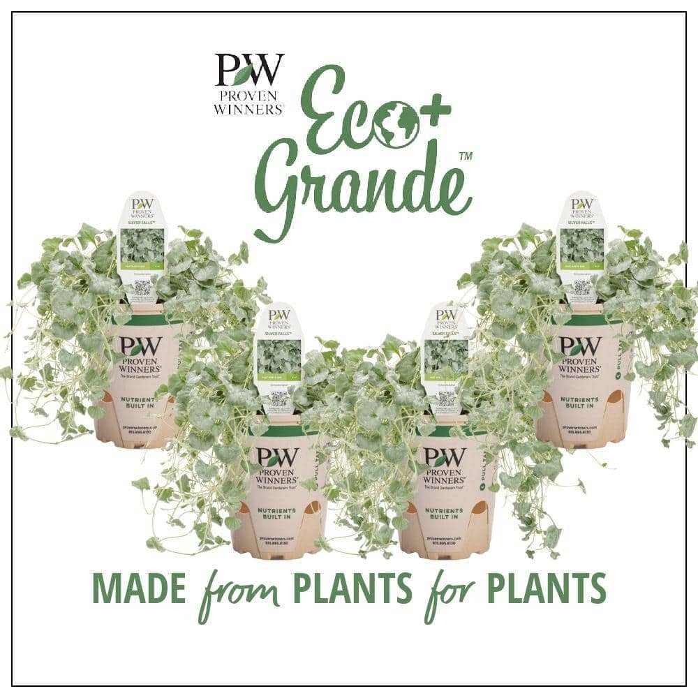 4.25 in. Eco+Grande Silver Falls (Dichondra) Live Plant, Silver-White Foliage ((4-Pack)) - Hercitys