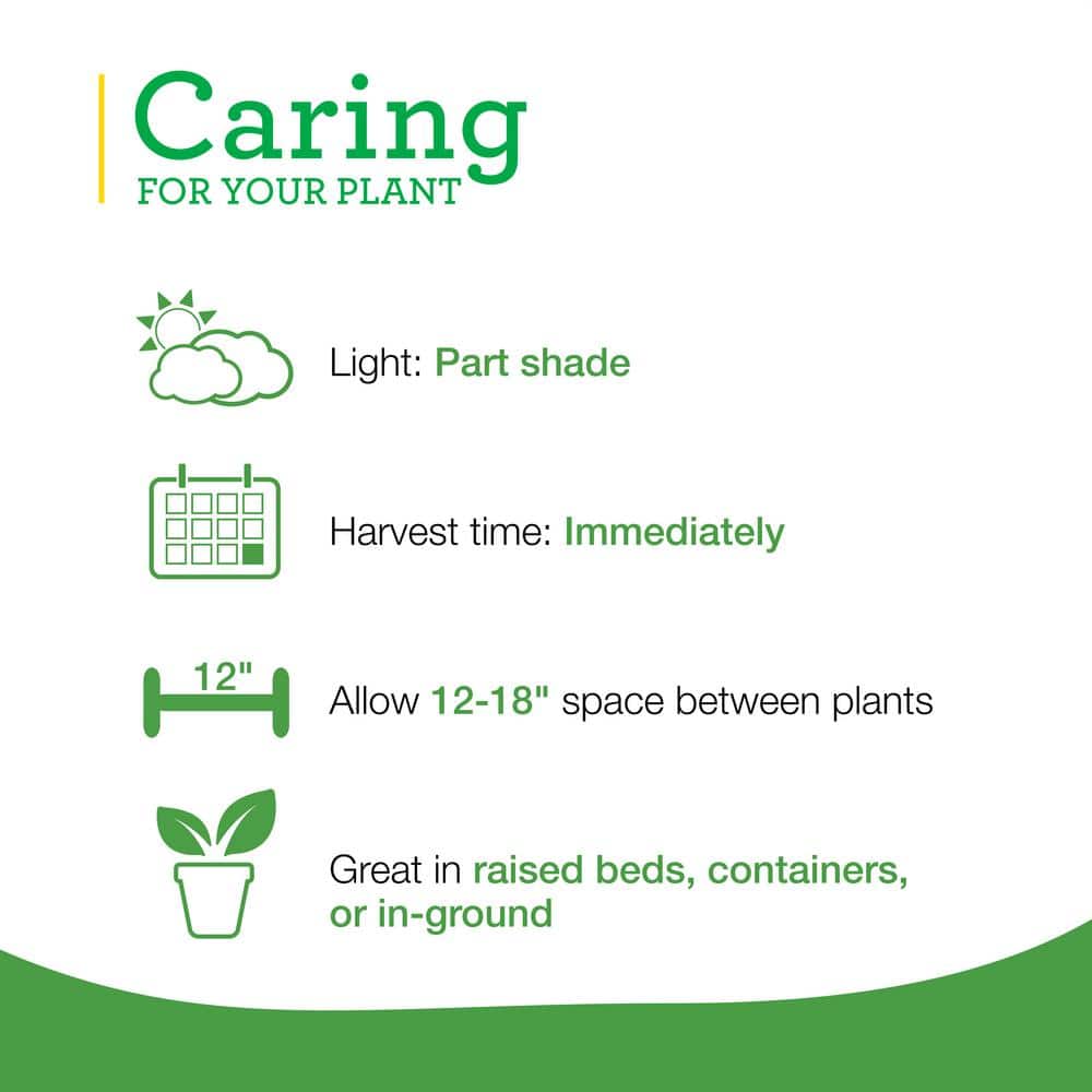 19 oz. Curled Parsley Herb Plant (2-Pack) - Hercitys