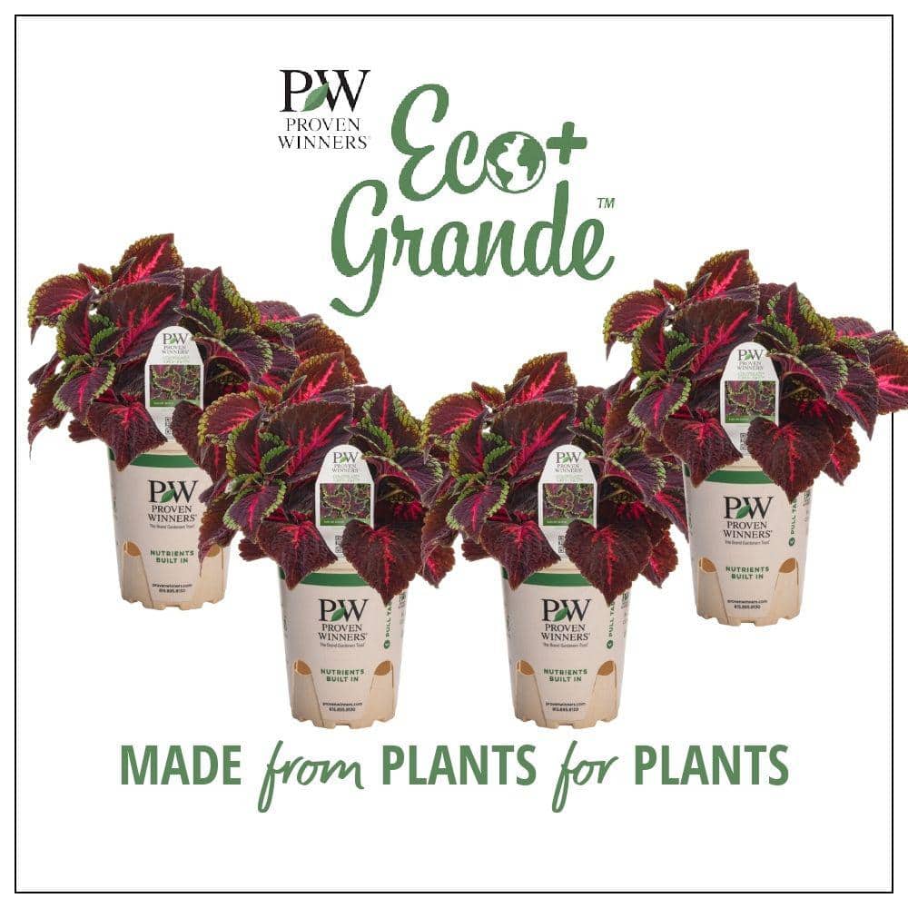 4.25 in. Eco+Grande ColorBlaze Torchlight Coleus (Solenostemon) Live Plant, Maroon and Green Foliage (4-Pack) - Hercitys