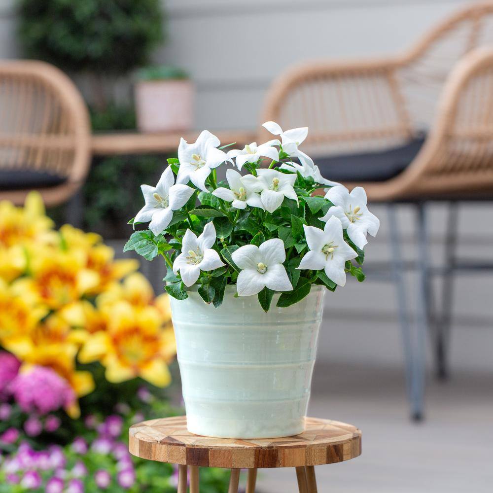 2 Qt. Platycodon Balloon Flower ‘Twinkle White’ White Perennial Plant (3-Pack) - Hercitys