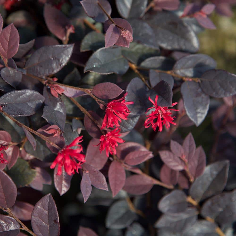 3 Gal. Red Diamond Midsize Loropetalum, Evergreen Shrub with Purple Foliage, Red Ribbon Blooms - Hercitys