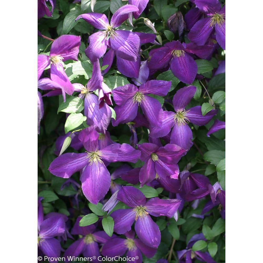 1 Gal. Happy Jack Purple (Clematis) Live Shrub, Purple Flowers - Hercitys