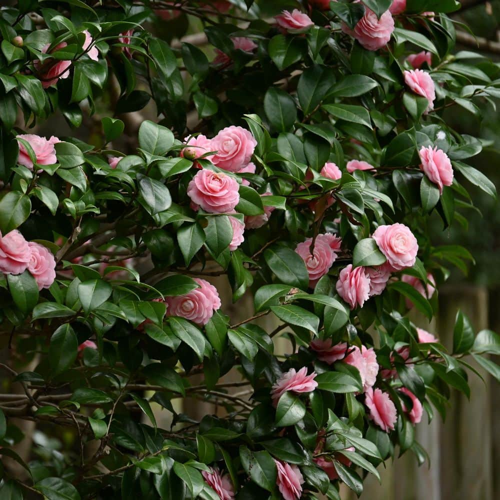 1 gal. High Fragrance Camellia Japonica Shrub with Pink Flowers - Hercitys