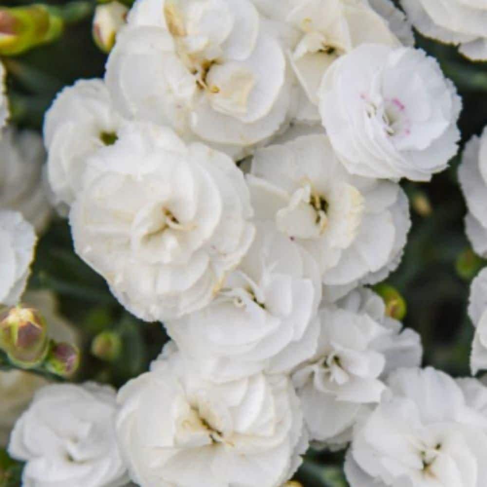 0.65 Gal. Fruit Punch Whipped Cream Pinks (Dianthus Hybrid) Live Perennial Plant with White Flowers - Hercitys