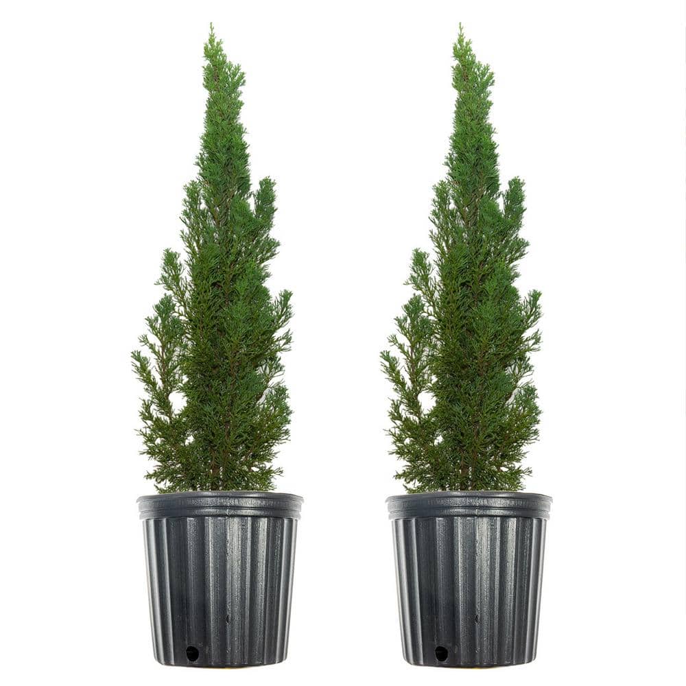 2 ft.- 3 ft. Italian Cypress (2-Pack) - Hercitys