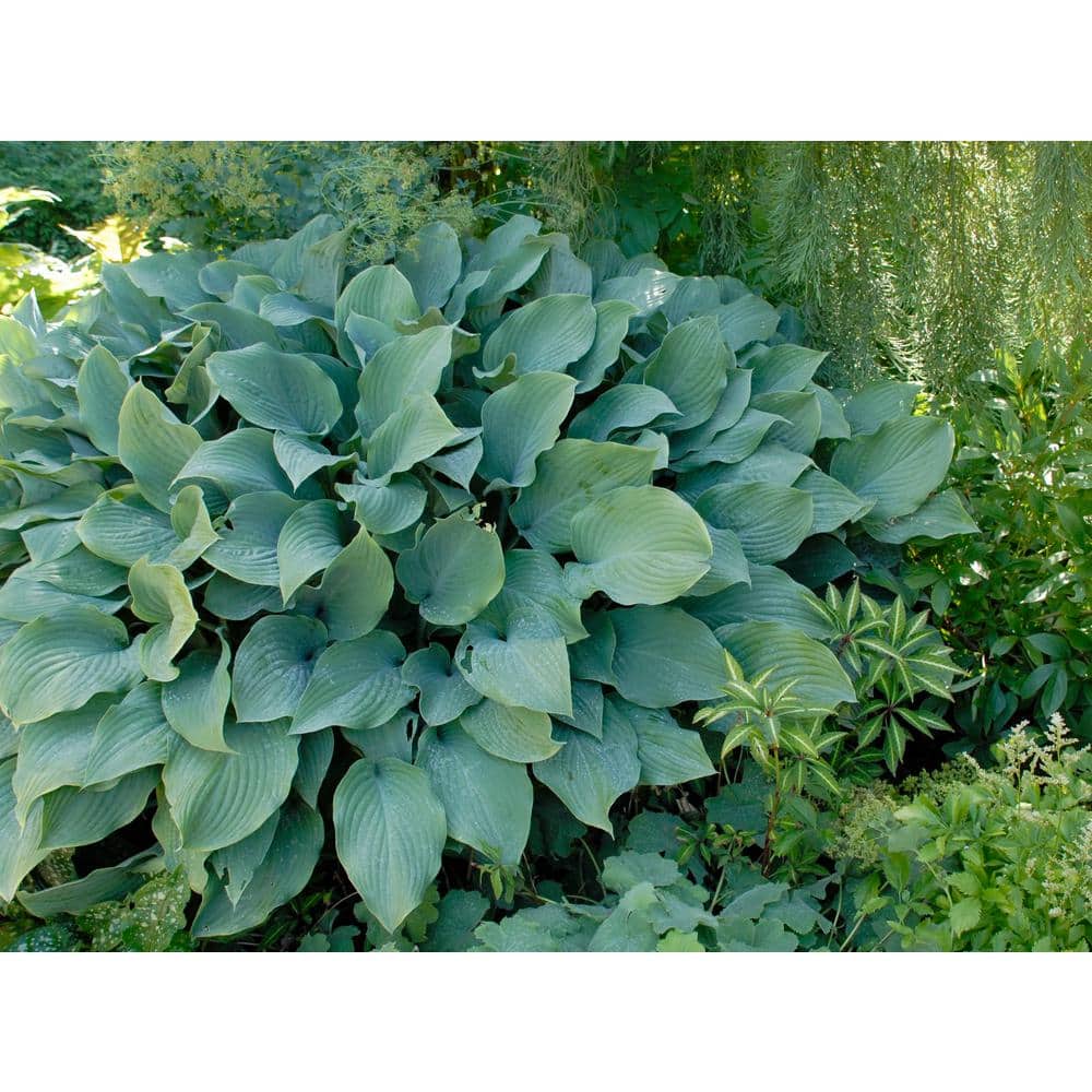 1 Gal. Krossa Regal Hosta Live Flowering Shade Perennial Plant, Green-Blue Foliage - Hercitys