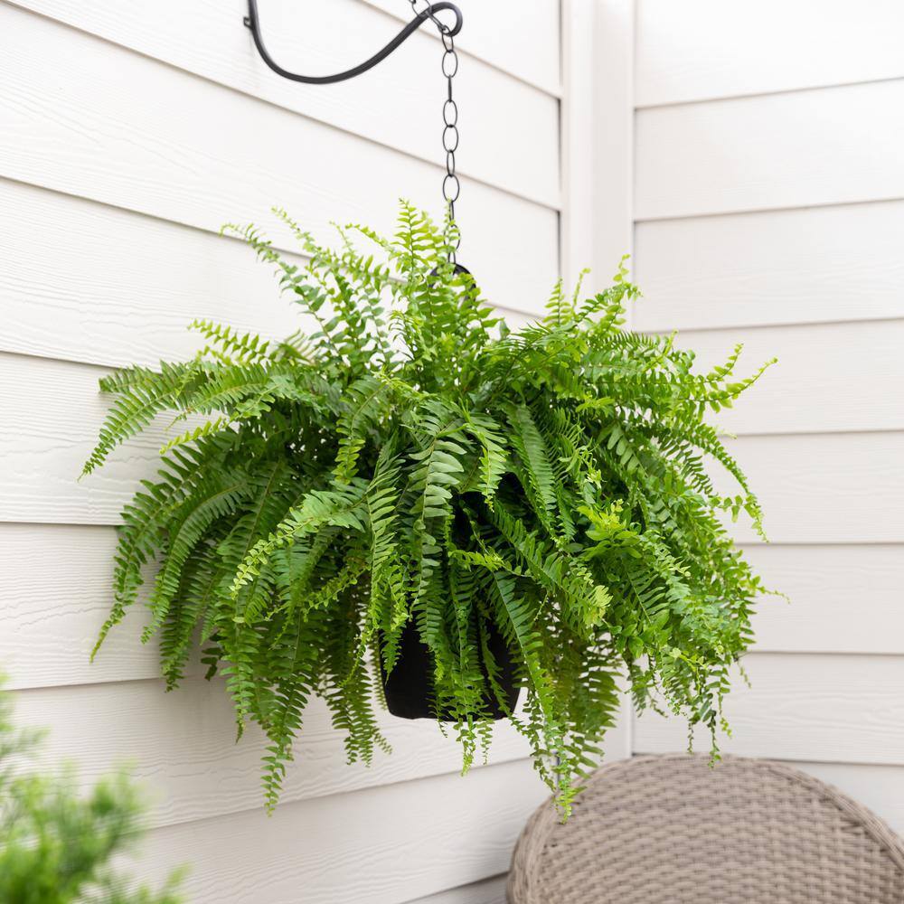 1.5 Gal. Boston Fern Green Hanging Basket Annual Plant (2-Pack) - Hercitys