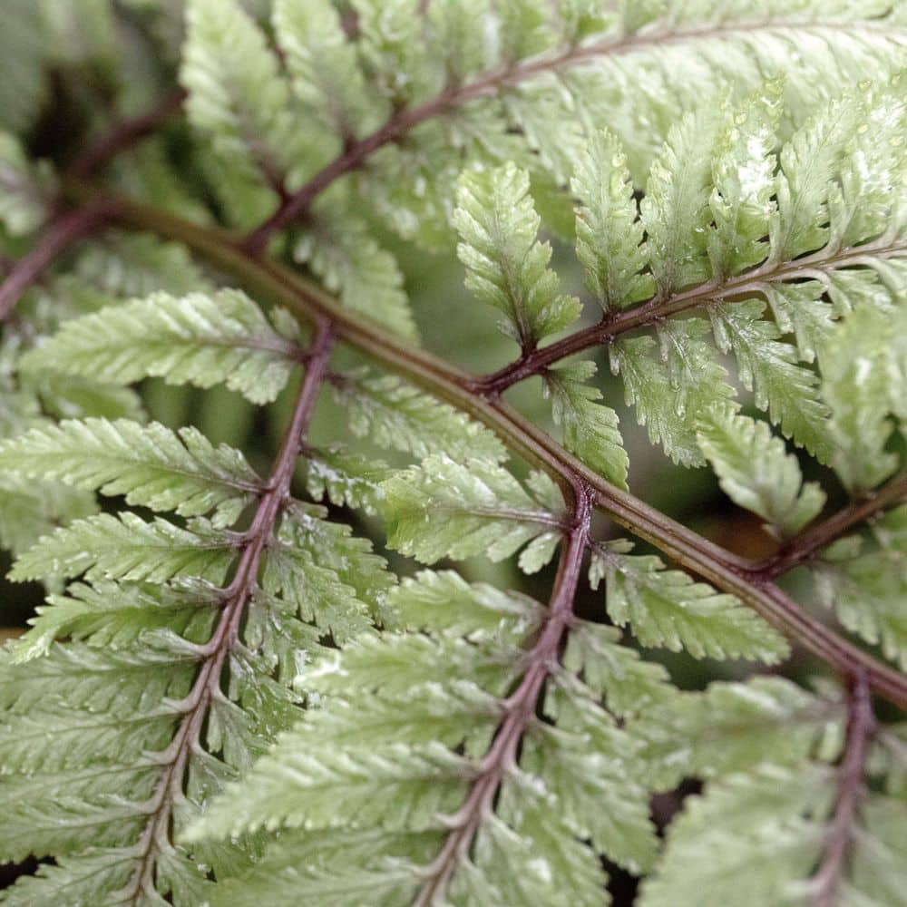 5.5 in. Godzilla Painted Fern Plant - Hercitys